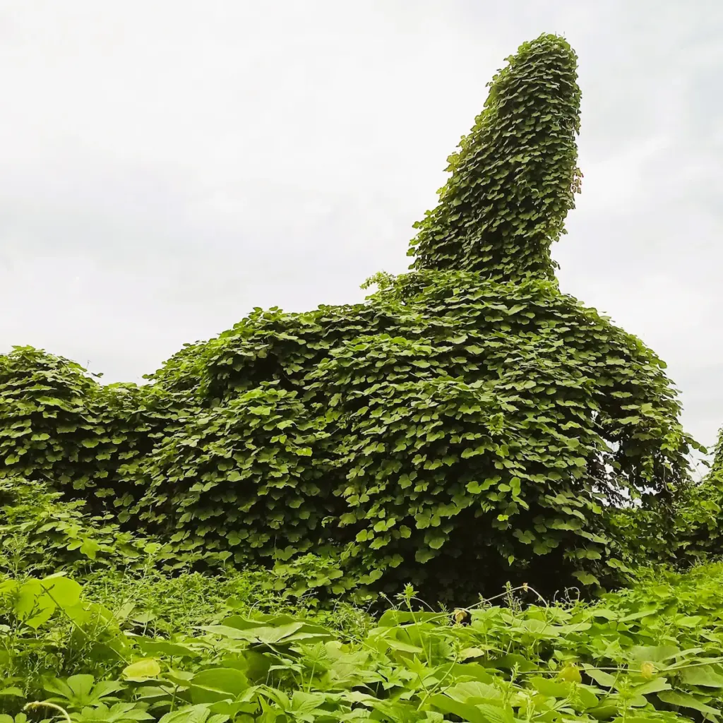 坂町駅周辺にある給水塔の近く。今にも動き出しそうな植物の塊。