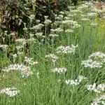 ９月中旬、村上市某所、ニラの花が一斉に咲いた様子。