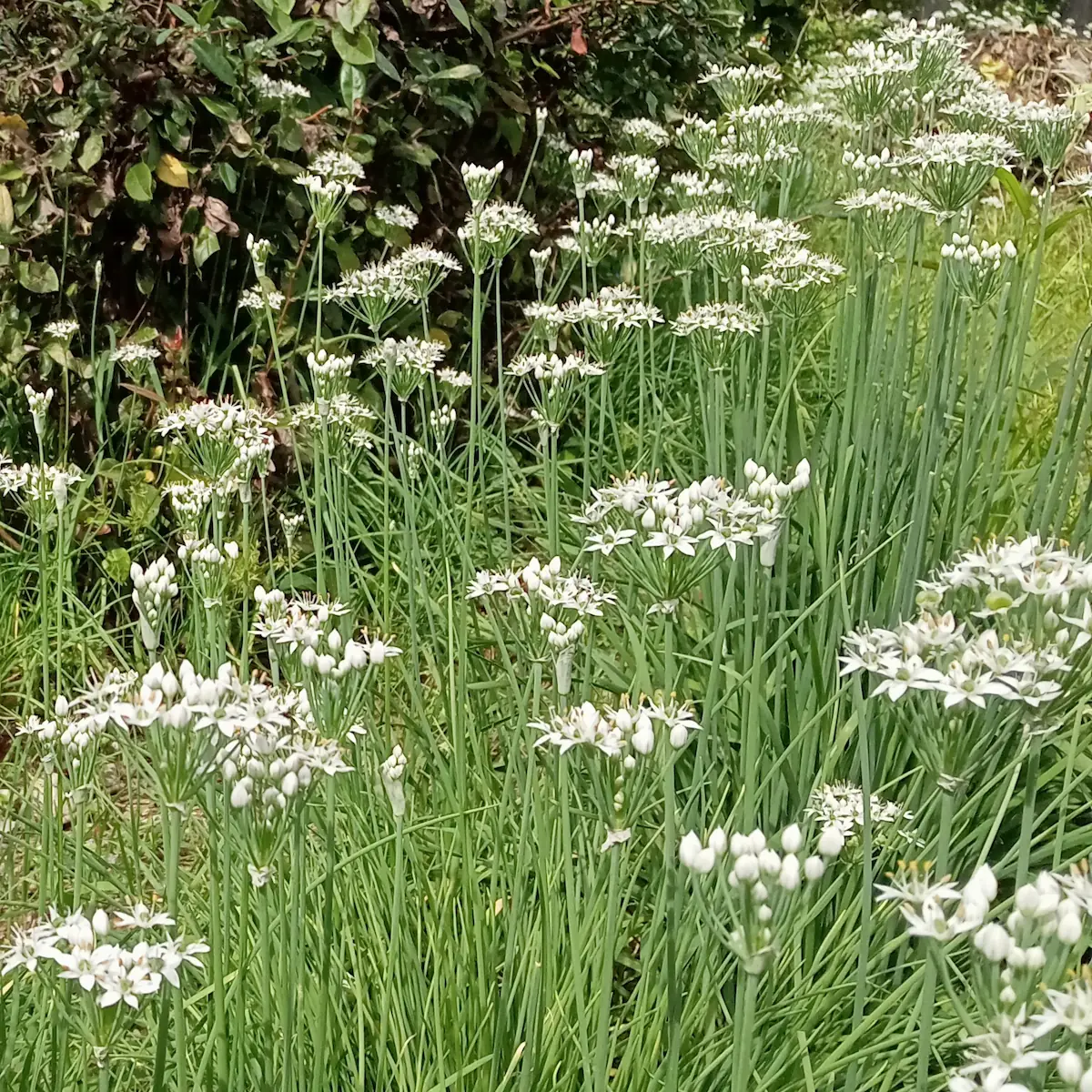 ９月中旬、村上市某所、ニラの花が一斉に咲いた様子。