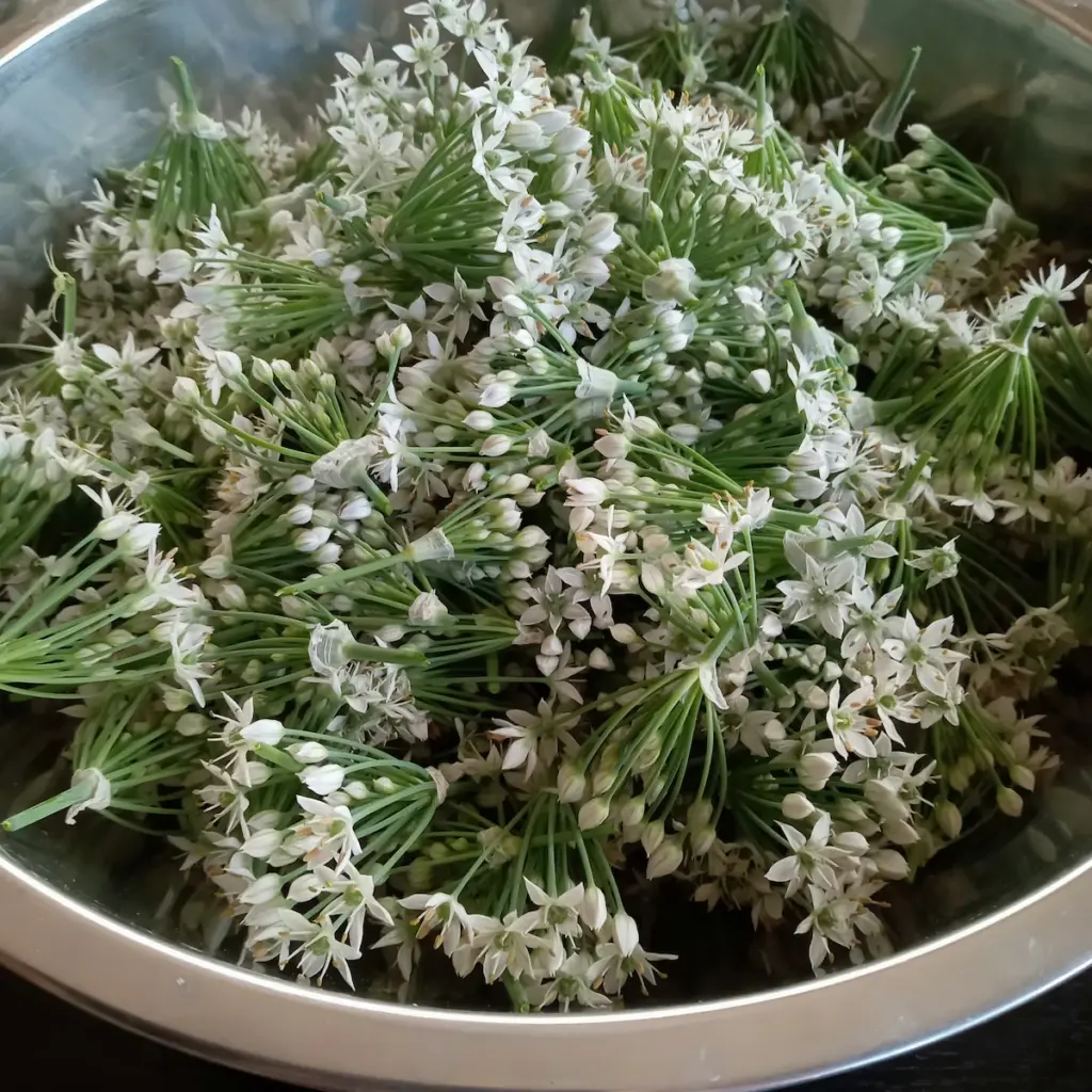 咲いていたニラの花を摘み取り、金属製のボウルに入れたところ。