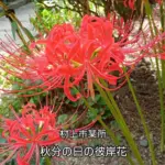 秋分の日、村上市某所で咲いていた彼岸花（曼殊沙華）。