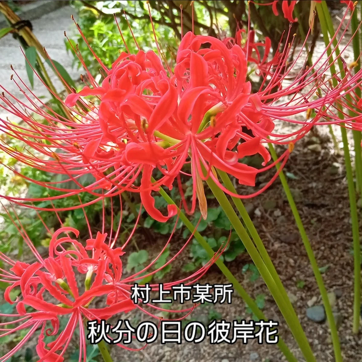 秋分の日、村上市某所で咲いていた彼岸花（曼殊沙華）。