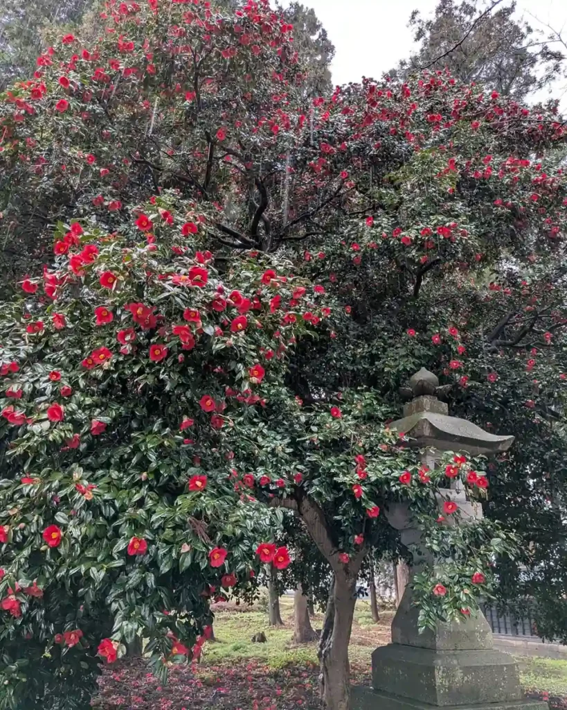 雨の日の藤基神社の大椿。落ち椿は石灯籠を飾るようでした。
