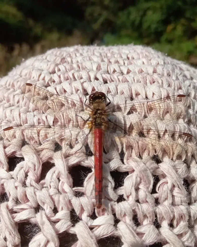 Red dragonfly resting on a crocheted hat in Murakami, Niigata