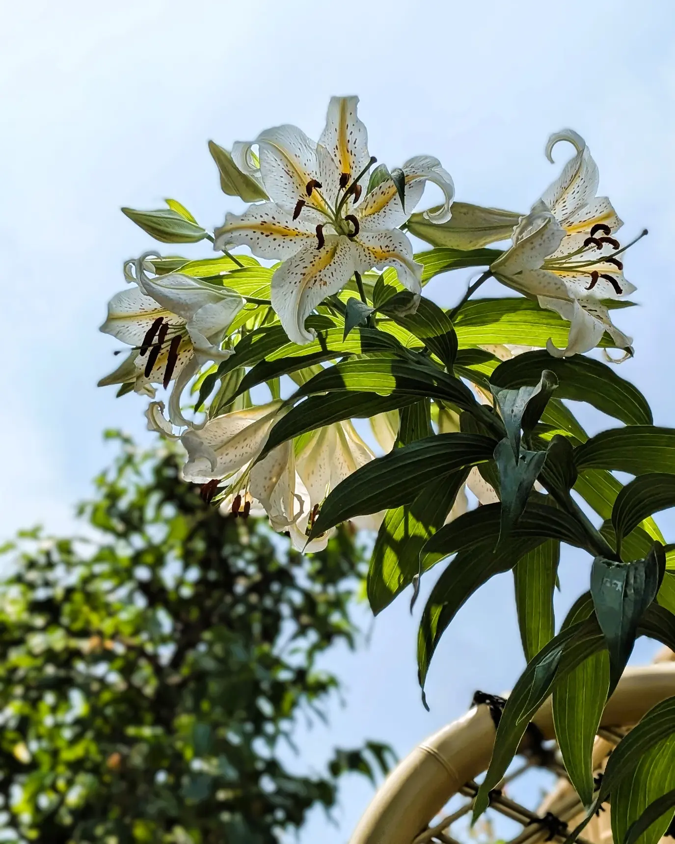Yamayuri (goldband lilies) blooming against a blue summer sky in Murakami, Niigata