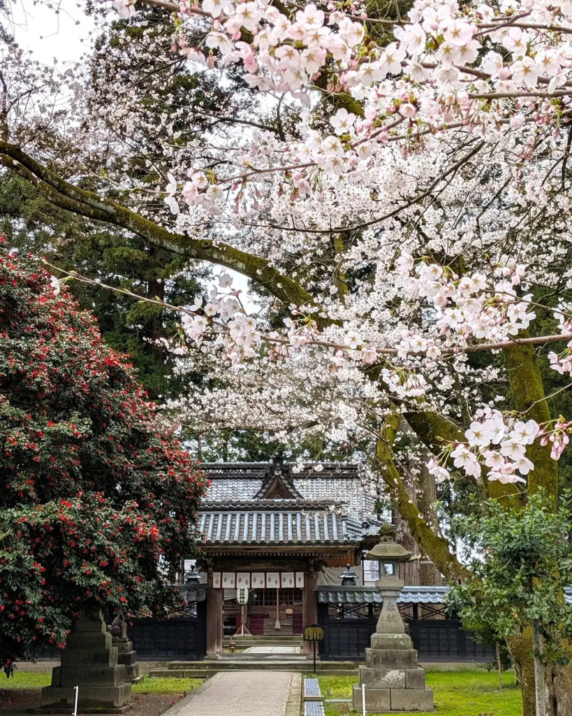Fujimoto Shrine in Murakami during spring